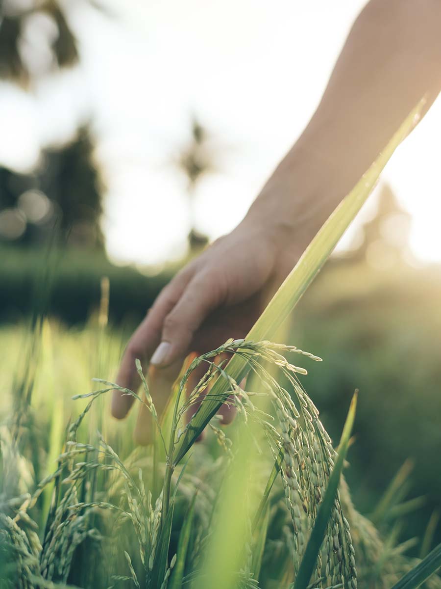 Hand fühlt Gras in ruhiger Umgebung in der Natur